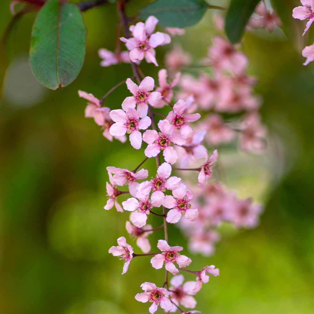 Prunus padus Colorata - Vogelkers