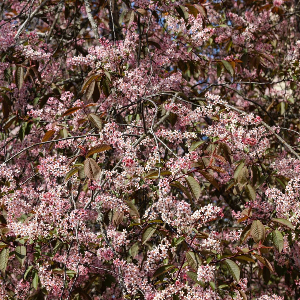 Prunus padus Colorata - Vogelkers