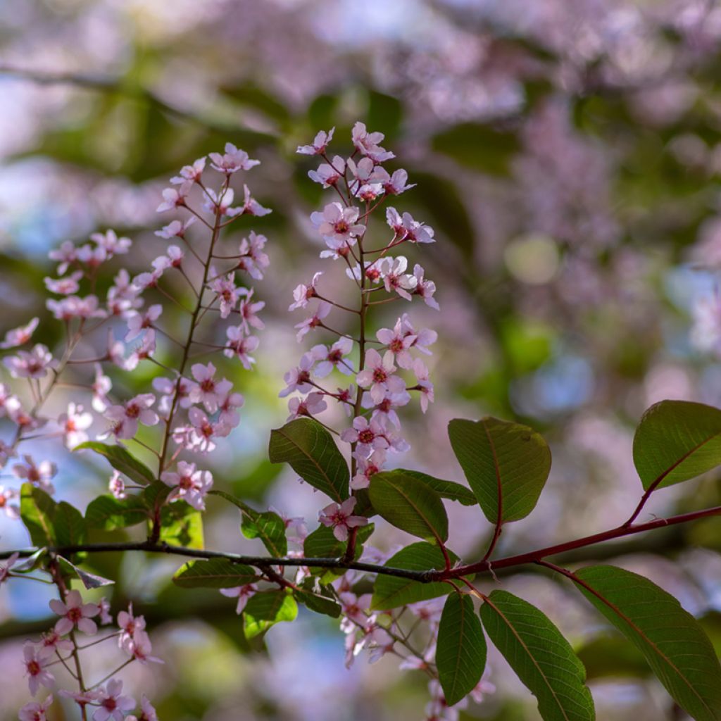 Prunus padus Colorata - Vogelkers