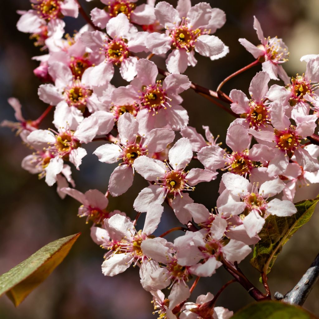 Prunus padus Colorata - Vogelkers