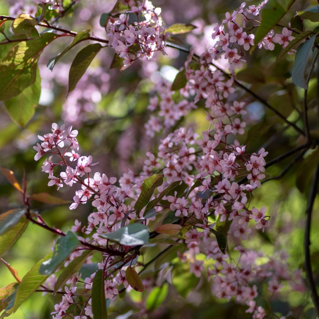 Prunus padus Colorata - Vogelkers