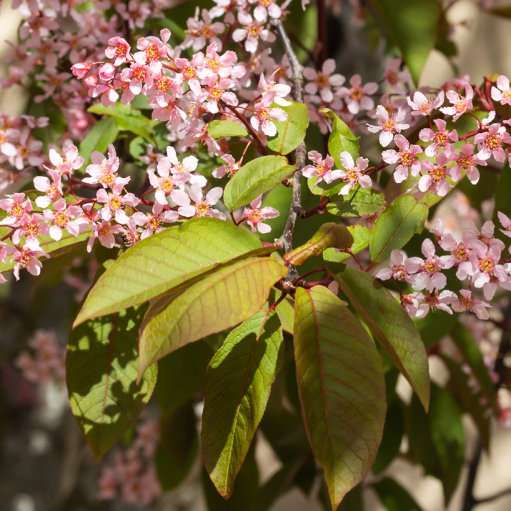 Prunus padus Colorata - Vogelkers