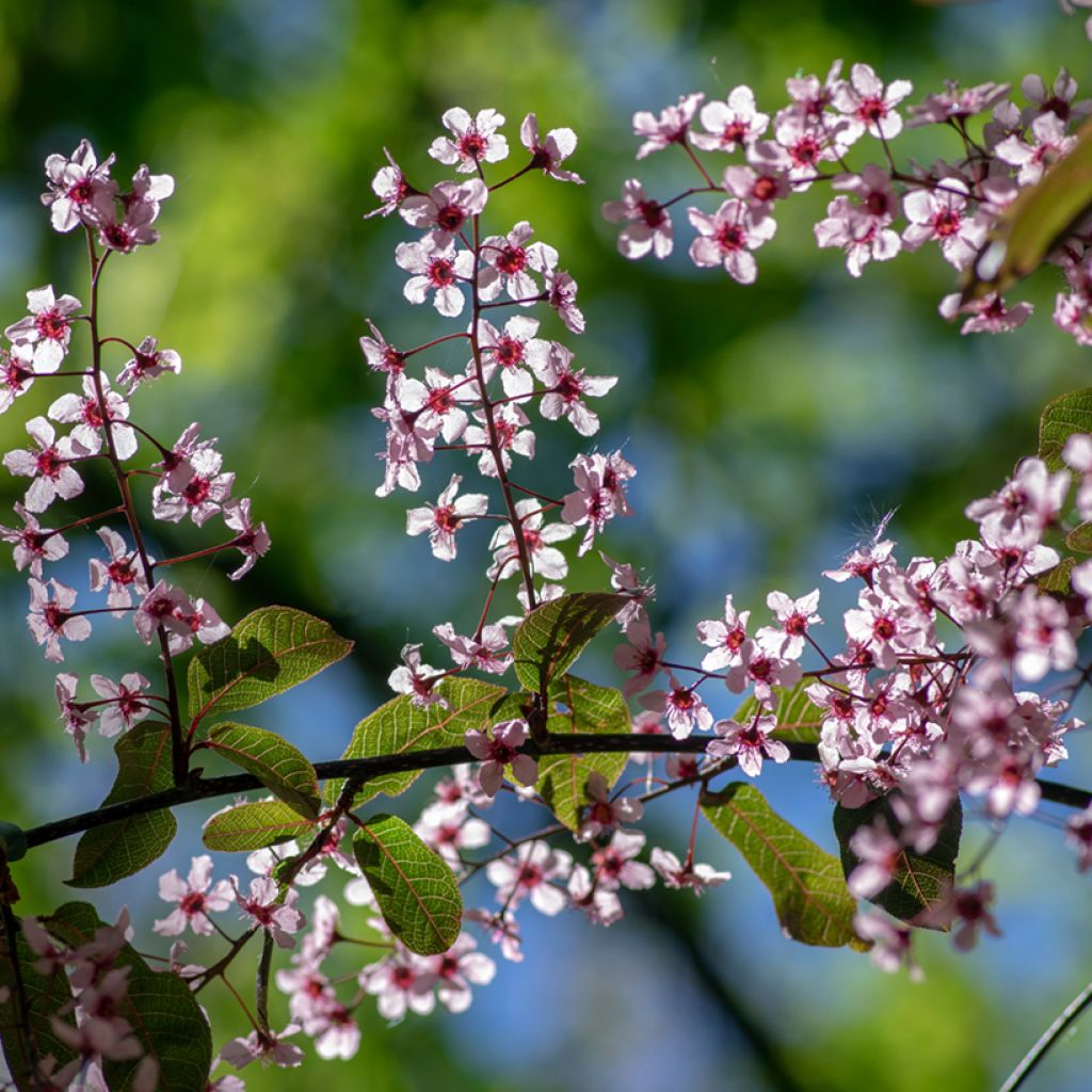 Prunus padus Colorata - Vogelkers