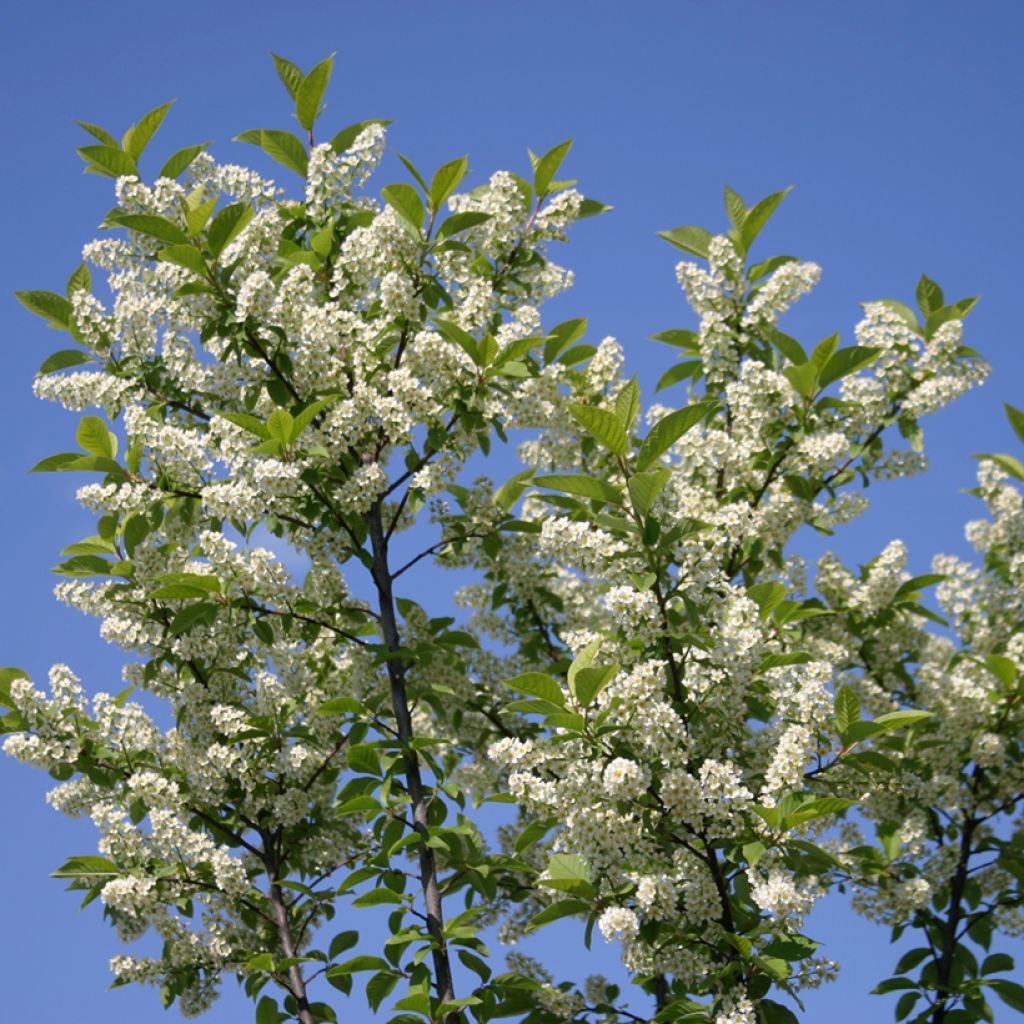 Prunus padus Nana - Vogelkers
