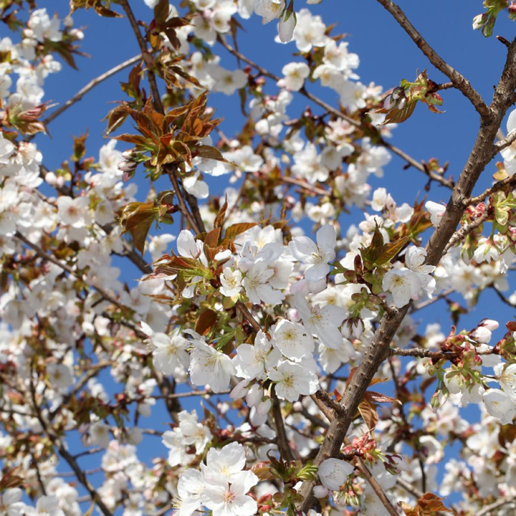 Prunus serrulata Tai-haku - Japanse sierkers