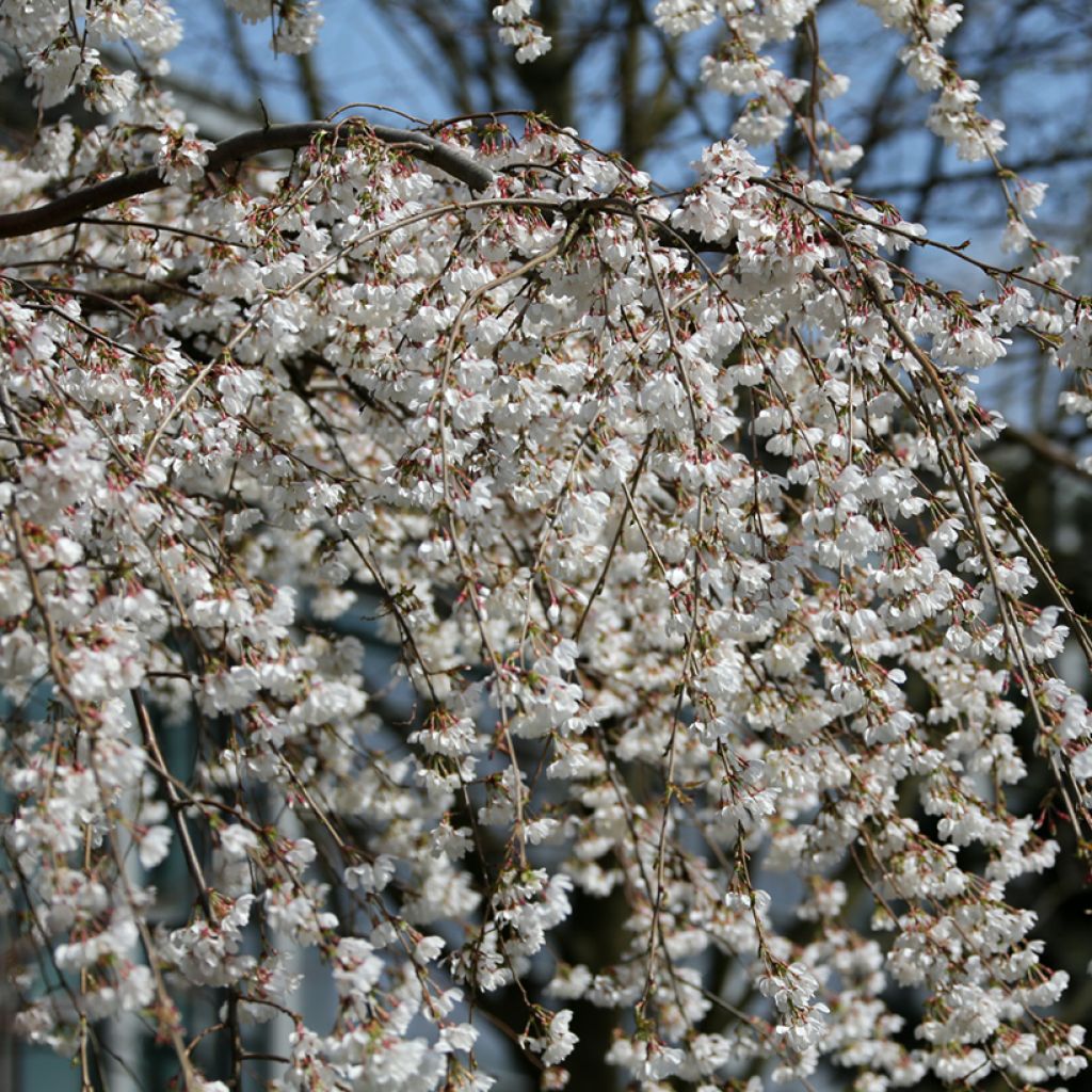 Prunus yedoensis Ivensii - Yoshinokers