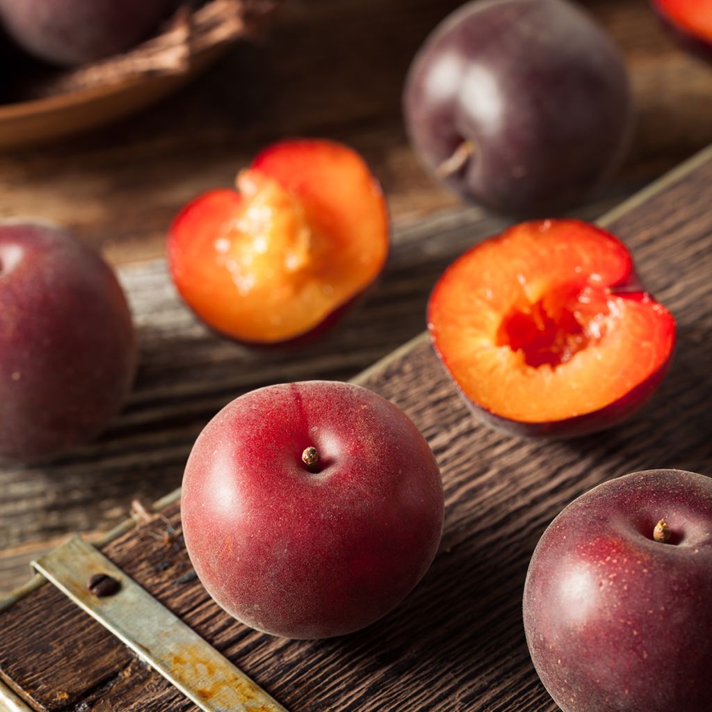Plumcot Nostrano