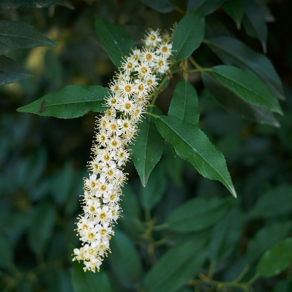 Prunus lusitanica (zaad) - Portugese laurier