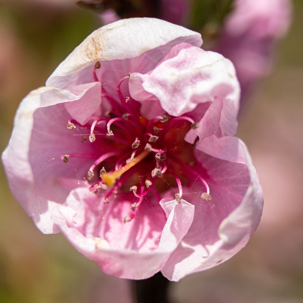Prunus persica Melred Weeping - Perzikboom