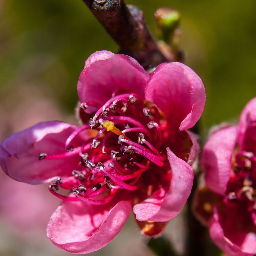 Prunus persica Melred Weeping - Perzikboom