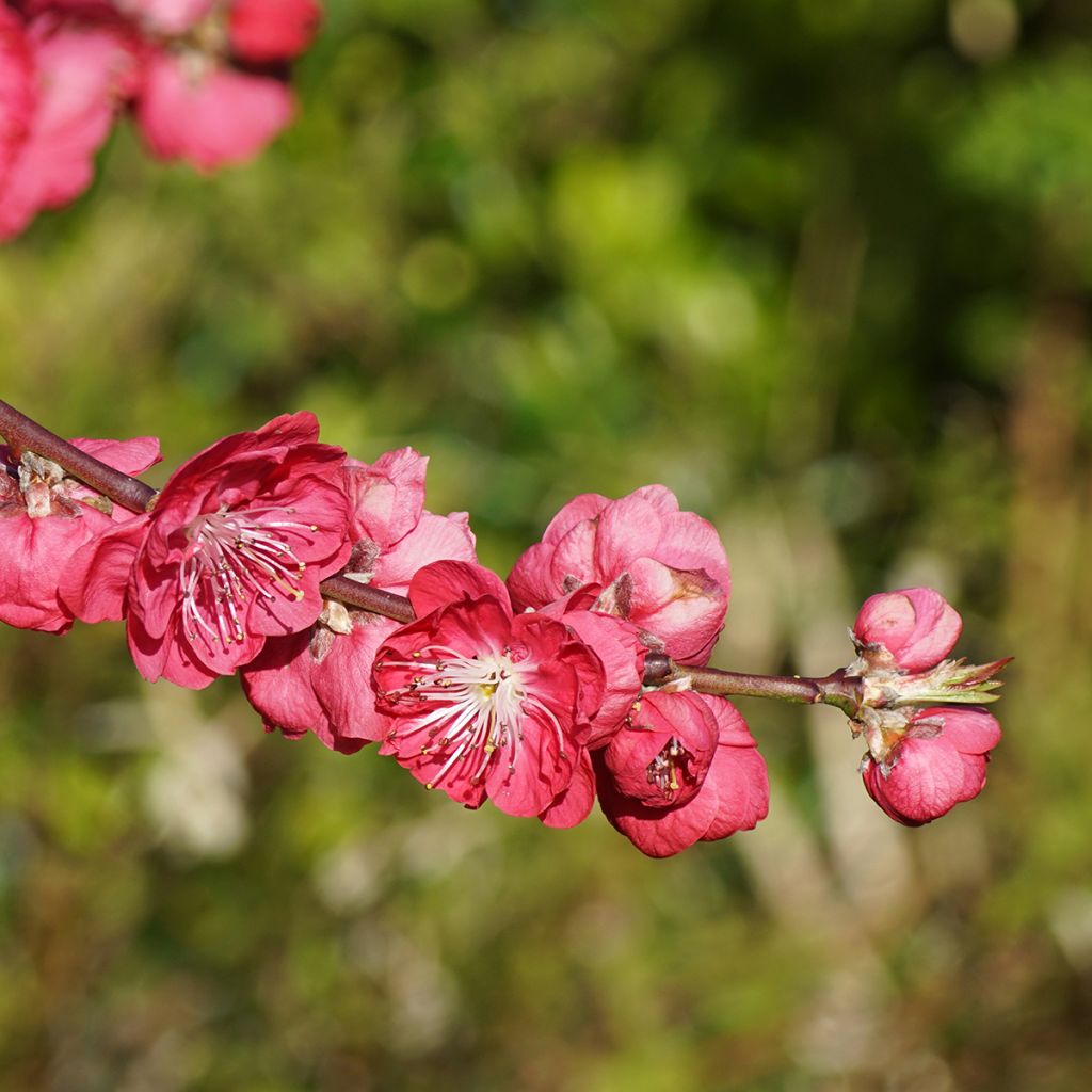 Prunus persica Melred Weeping - Perzikboom