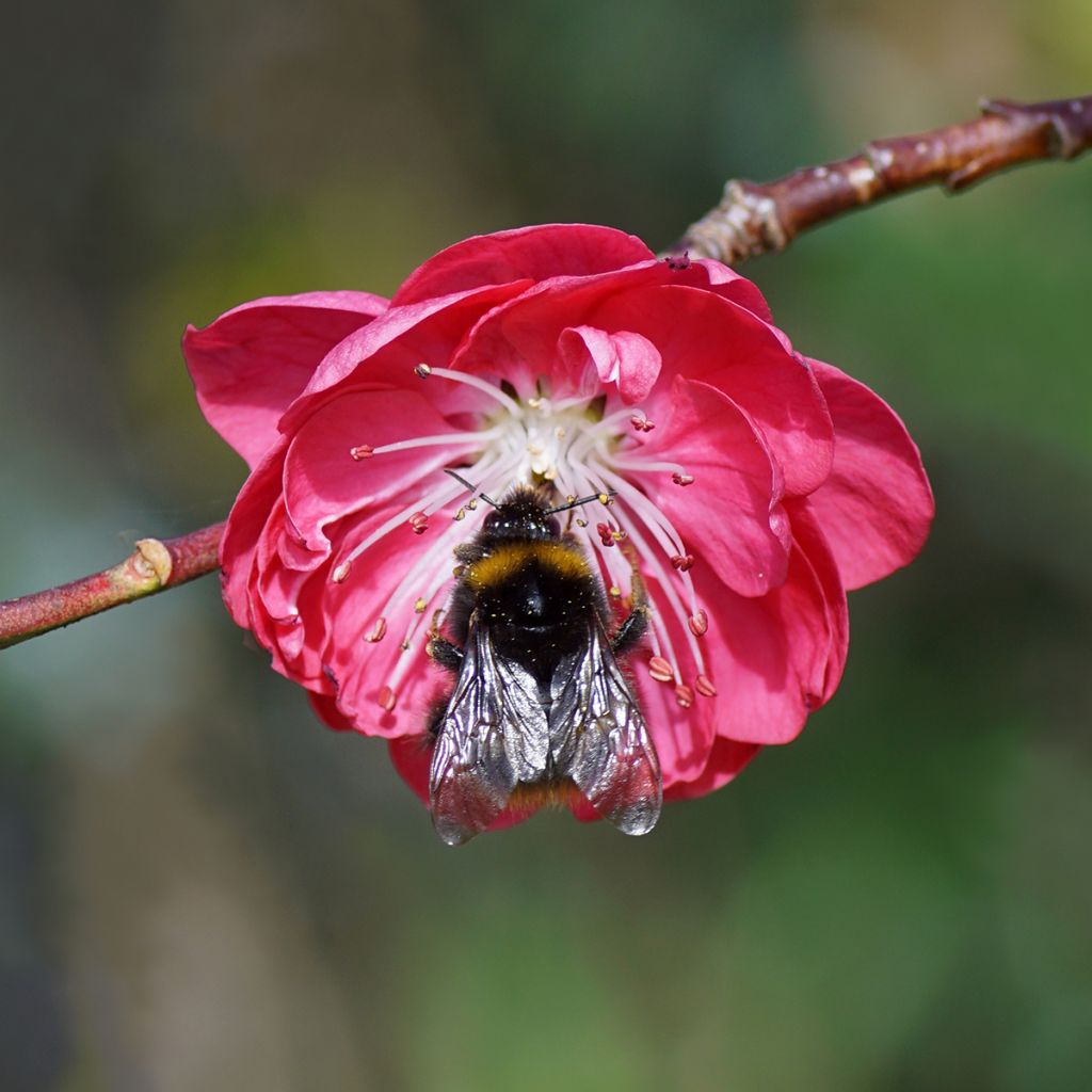 Prunus persica Melred Weeping - Perzikboom