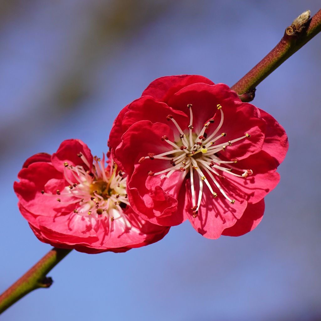 Prunus persica Melred Weeping - Perzikboom