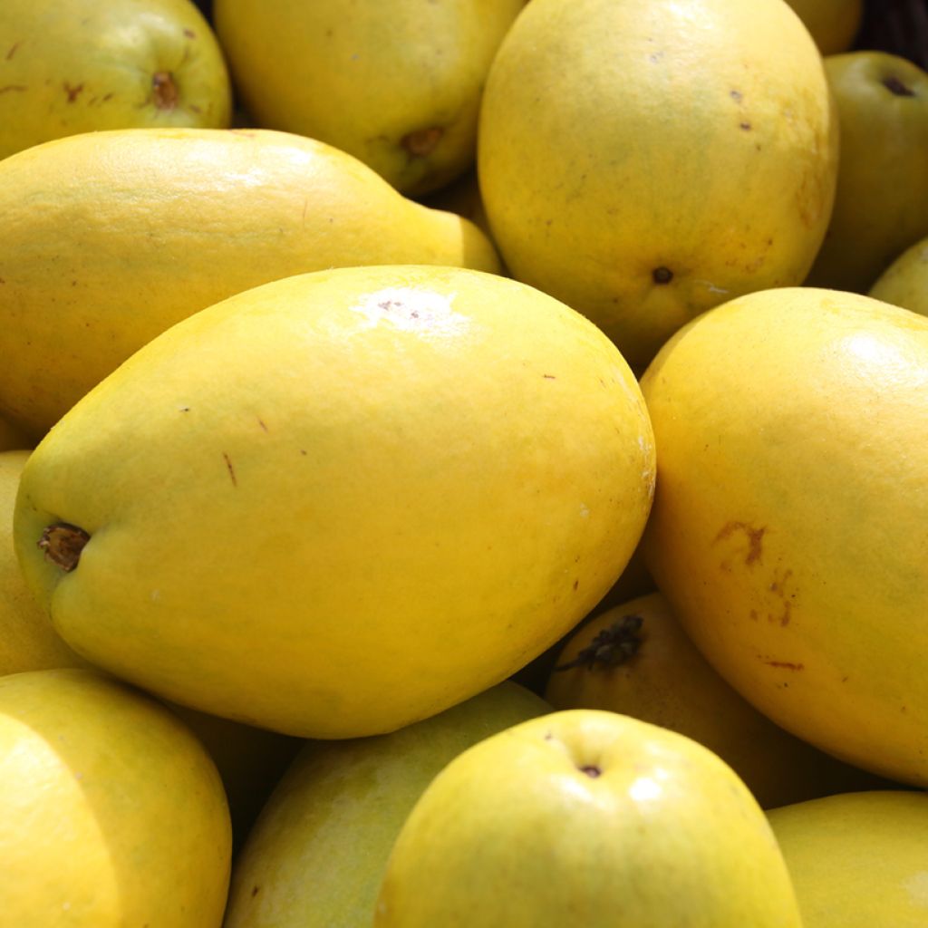 Pseudocydonia sinensis - Chinese kweepeer