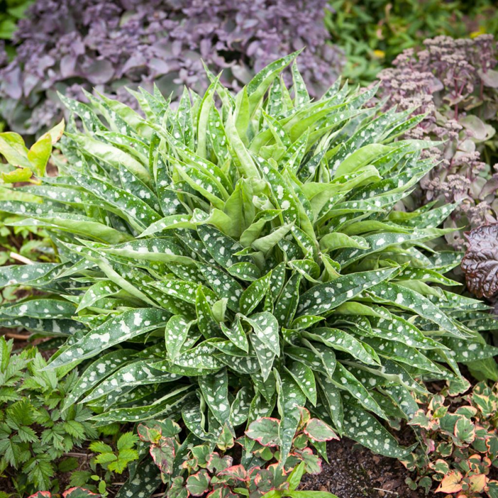 Pulmonaria saccharata Silver Bouquet - Longkruid