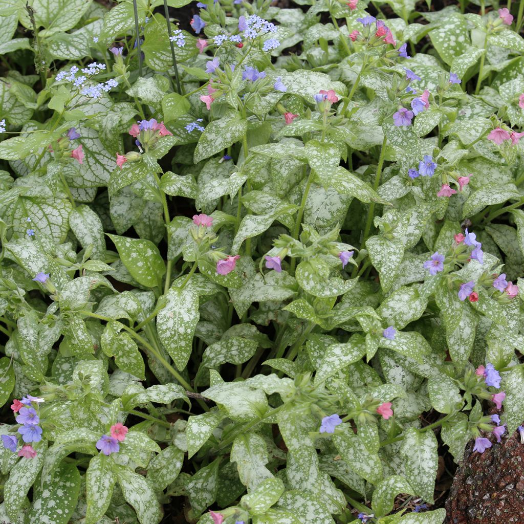 Pulmonaria Raspberry Splash - Longkruid