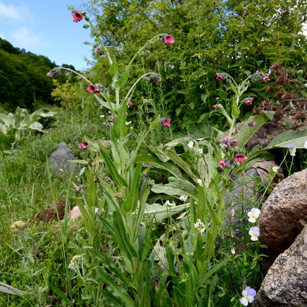 Pulmonaria rubra - Longkruid