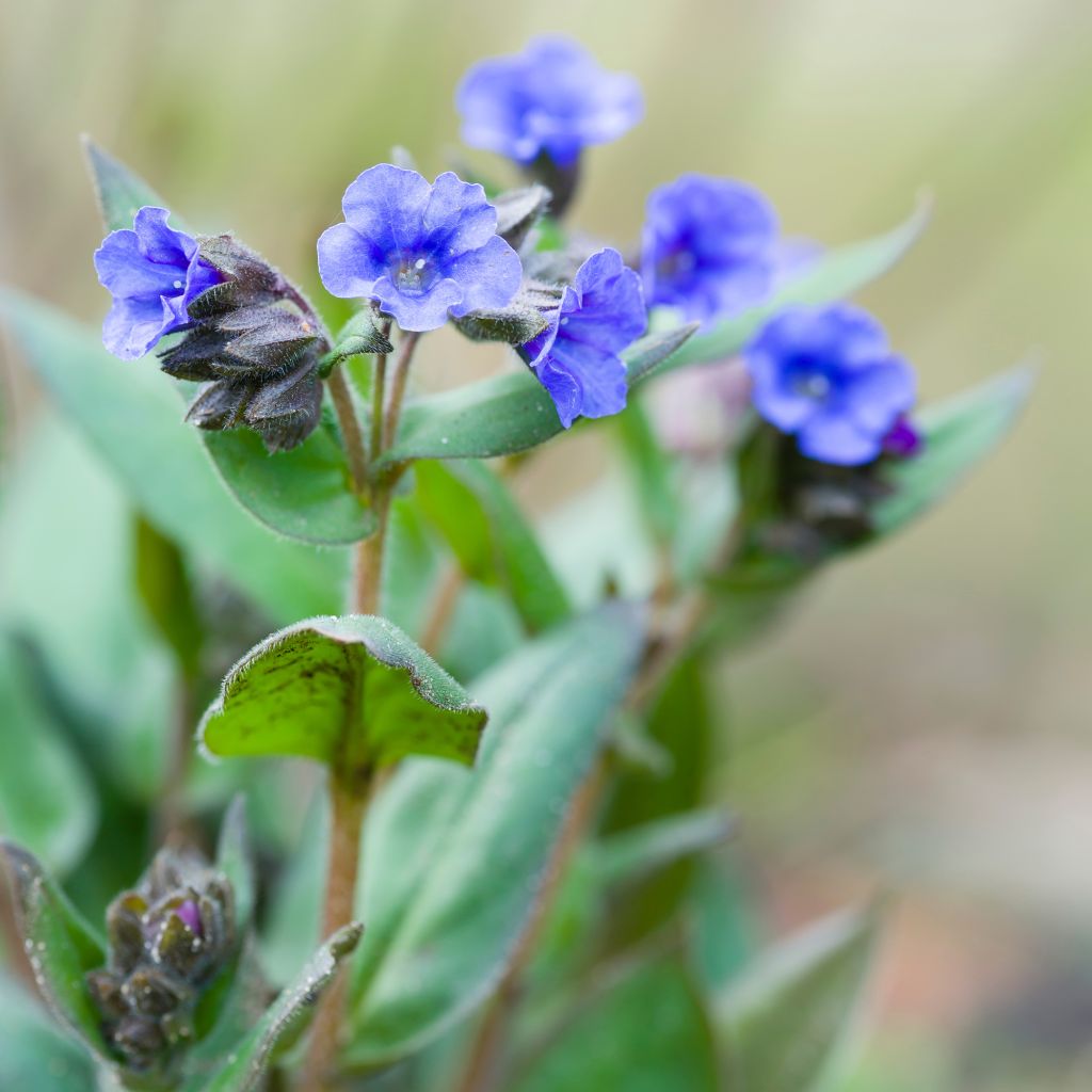 Pulmonaria Blue Ensign - Longkruid