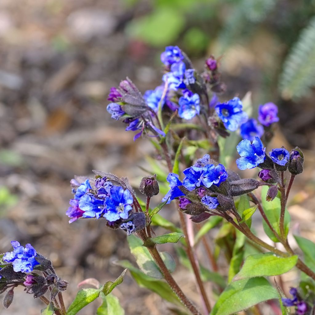 Pulmonaria Blue Ensign - Longkruid