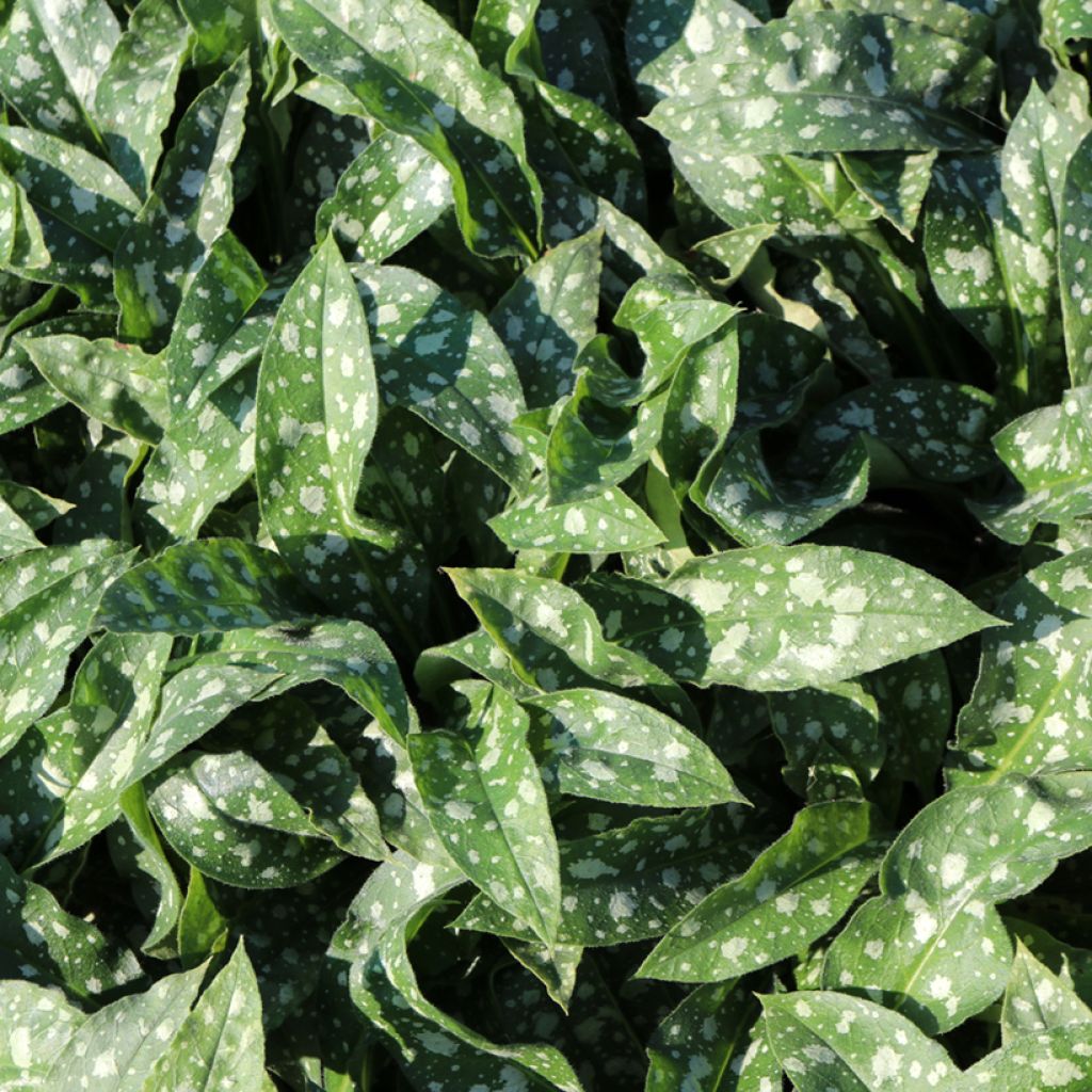 Pulmonaria Trevi Fountain - Longkruid