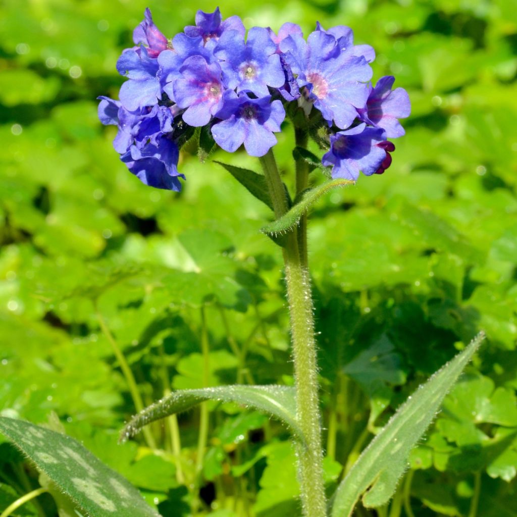 Pulmonaria longifolia E.B Anderson - Longkruid
