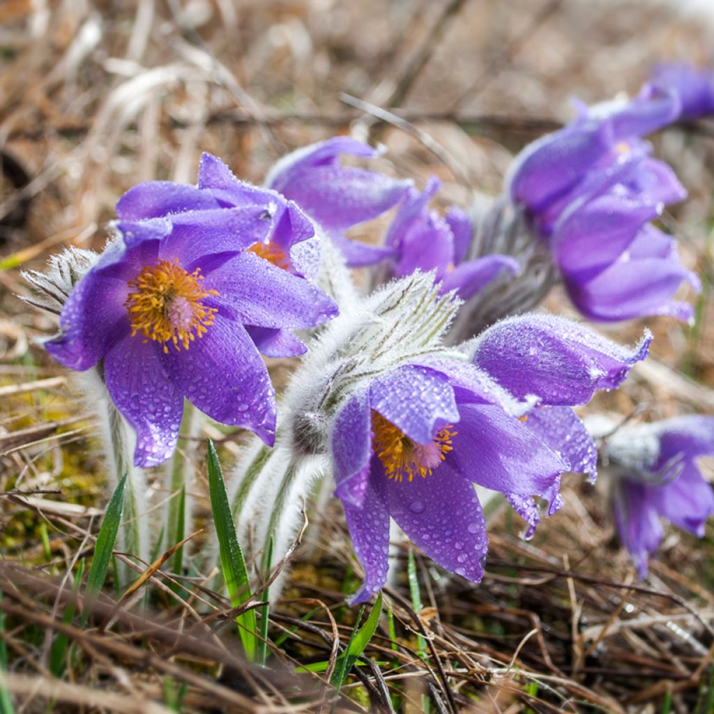 Pulsatilla patens - Wildemanskruid