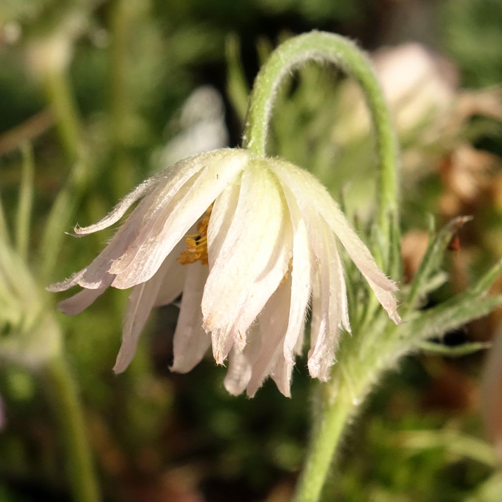 Pulsatilla vulgaris Papageno - Wildemanskruid