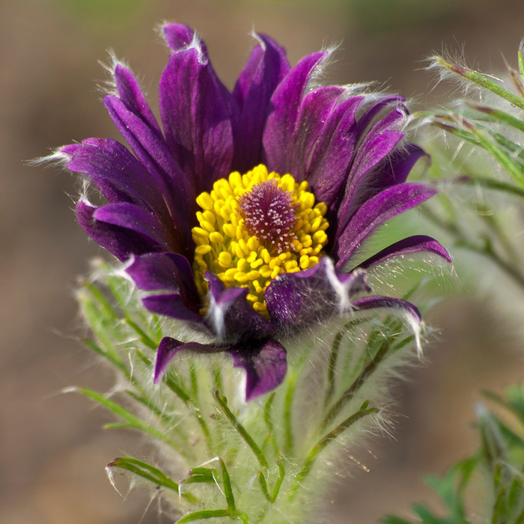 Pulsatilla vulgaris Papageno - Wildemanskruid