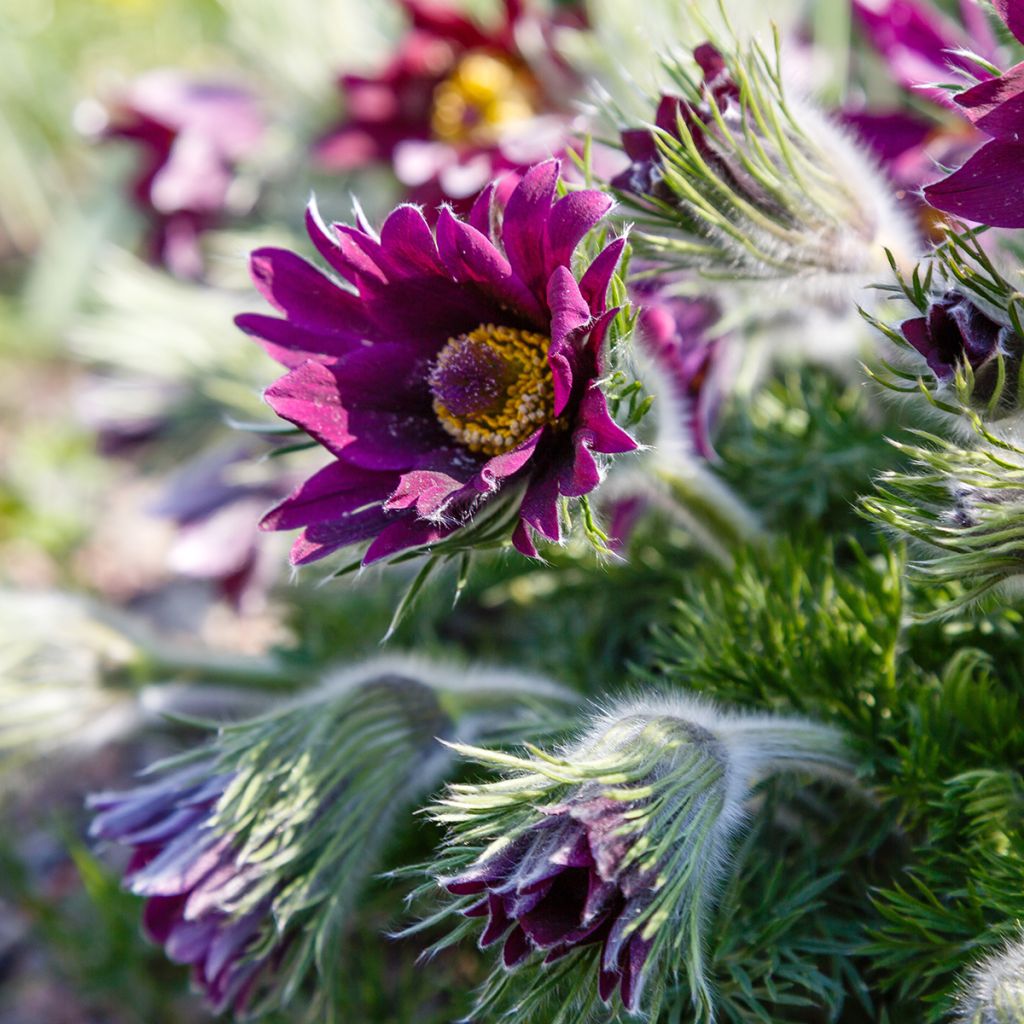 Pulsatilla vulgaris Papageno - Wildemanskruid