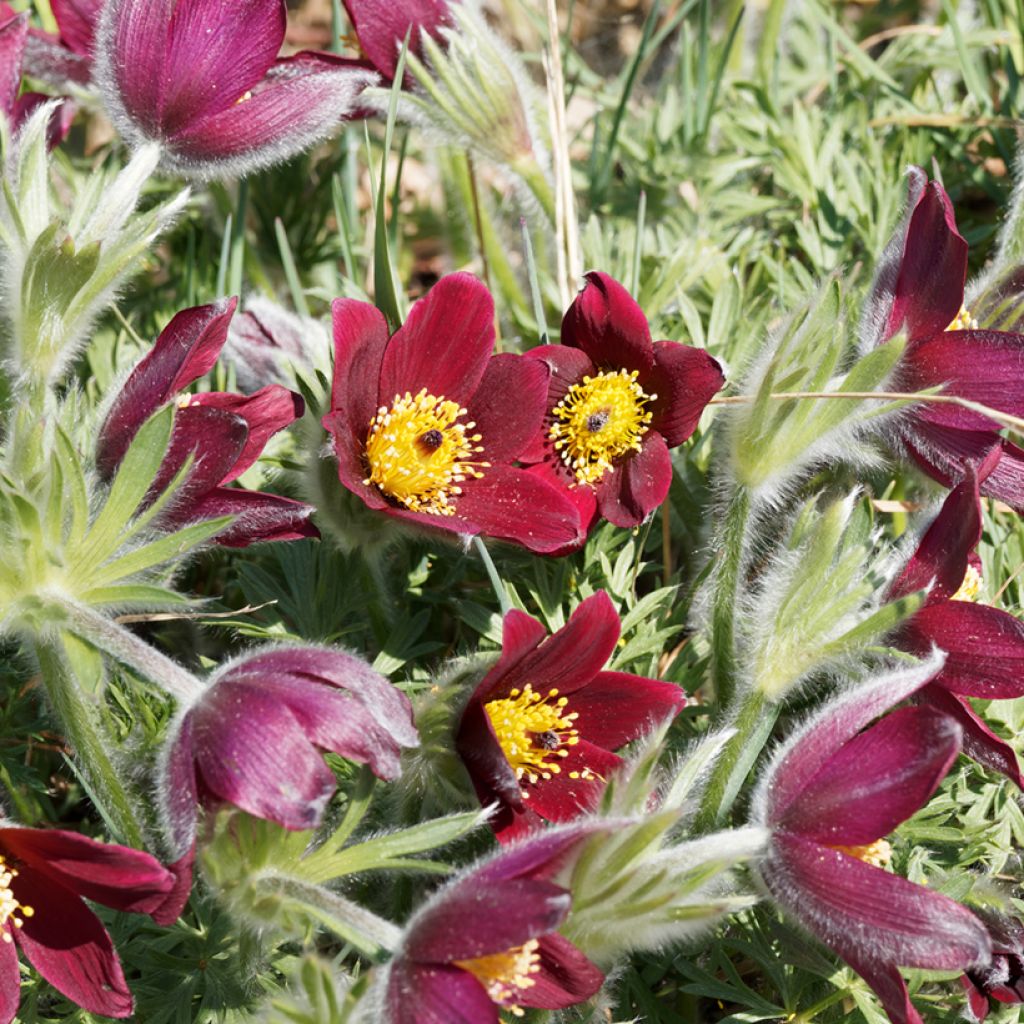 Pulsatilla vulgaris Rubra - Röde Klokke
