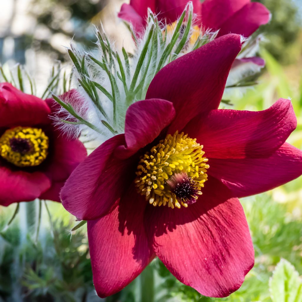 Pulsatilla vulgaris Rubra - Röde Klokke