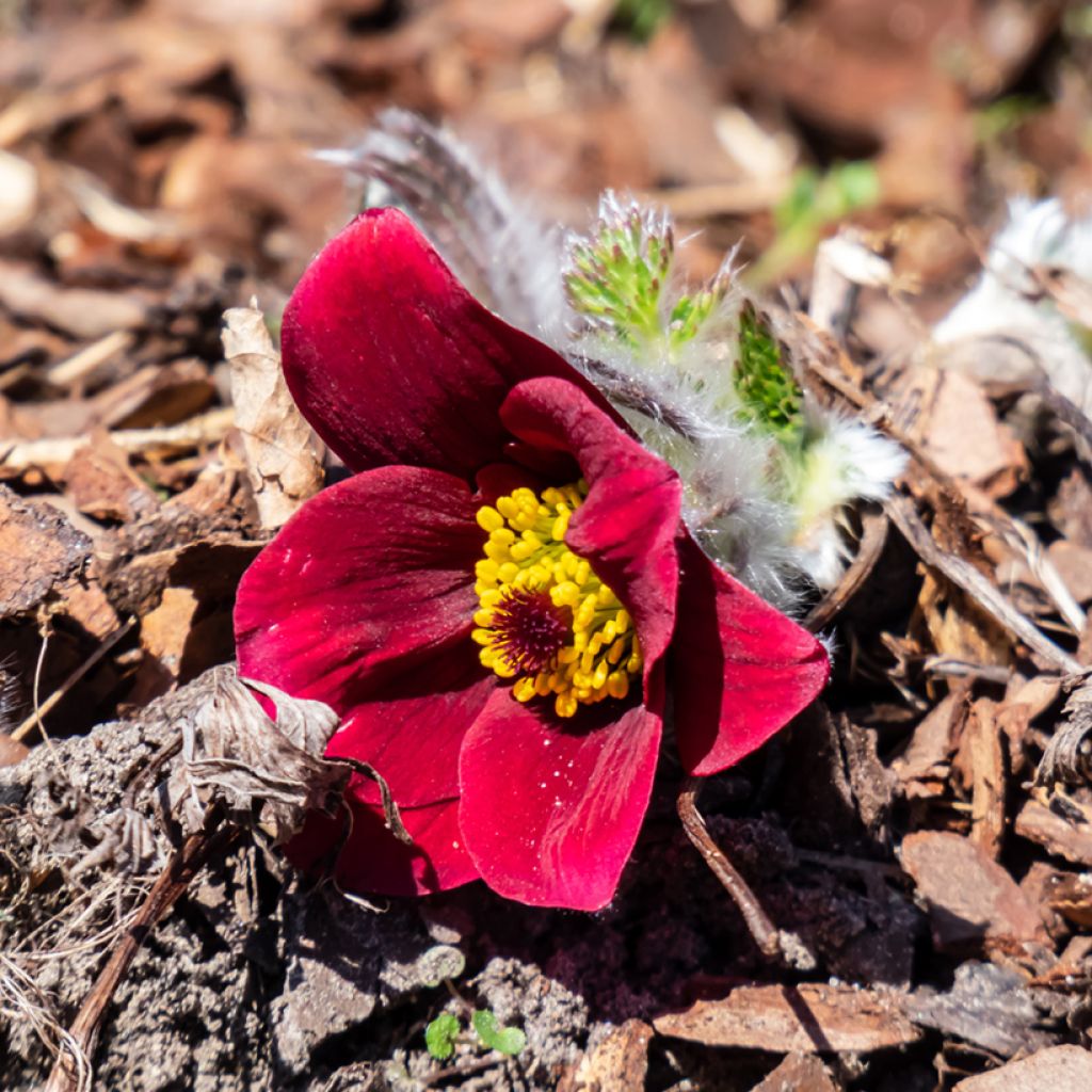 Pulsatilla vulgaris Rubra - Röde Klokke