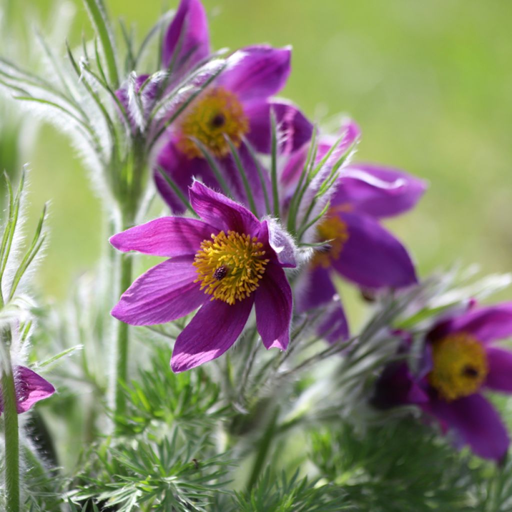 Pulsatilla vulgaris Paars - Wildemanskruid