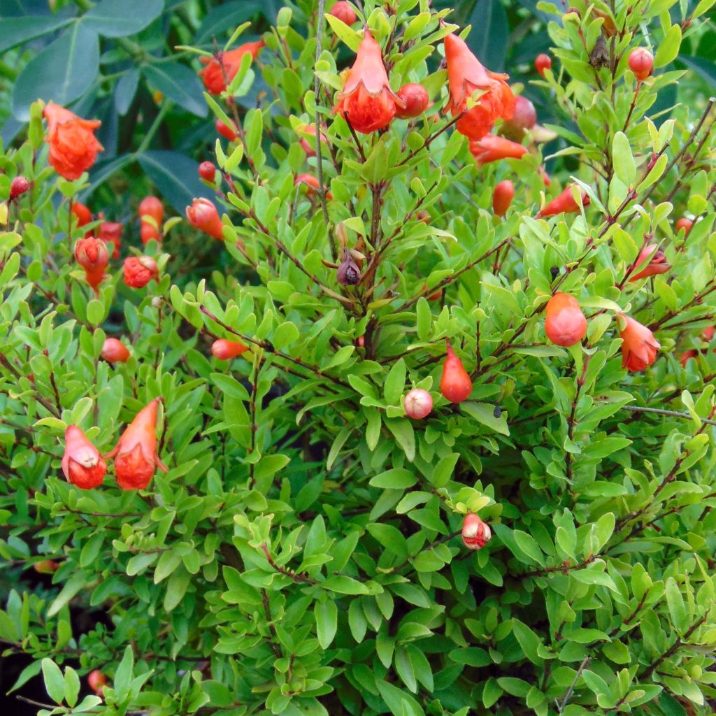 Punica granatum Nana - Granaatappel