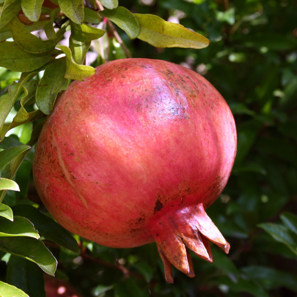 Granaatappel Kabylie
