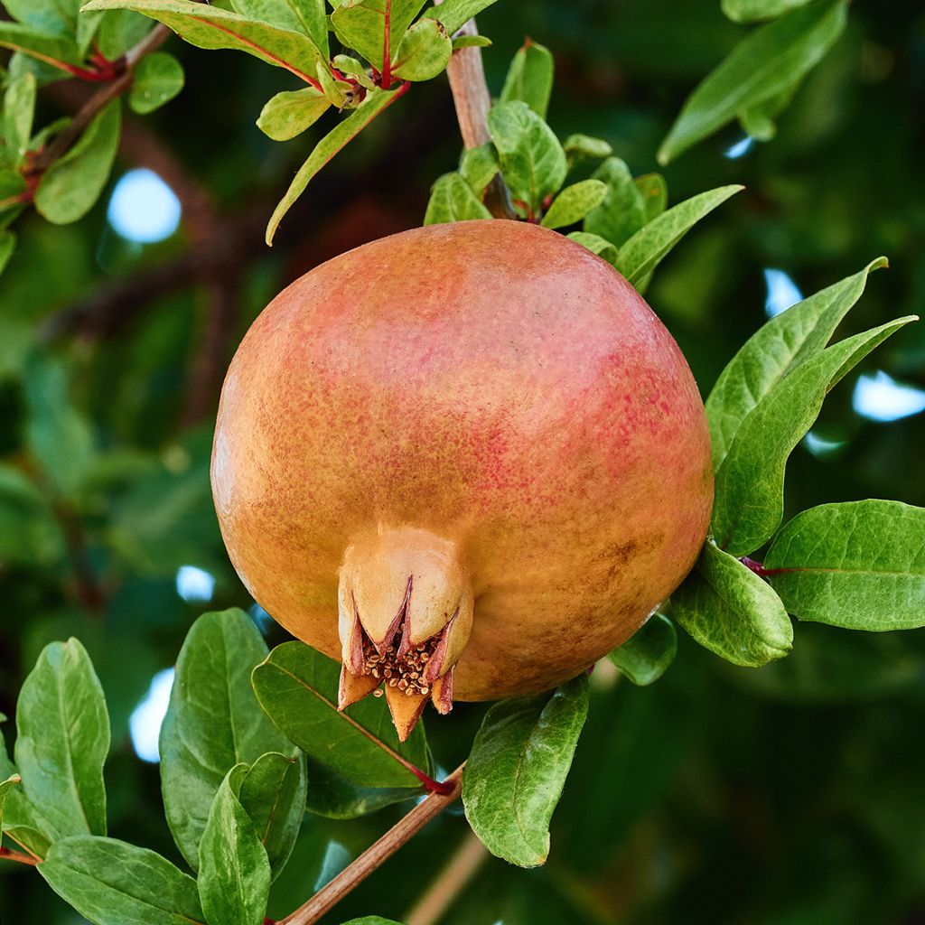 Granaatappel Kazake