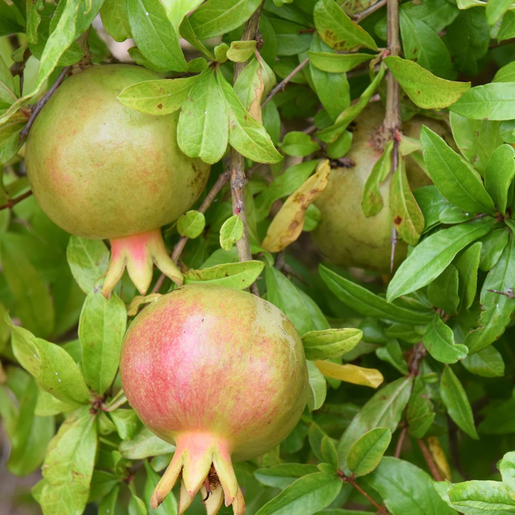 Granaatappel Seedless