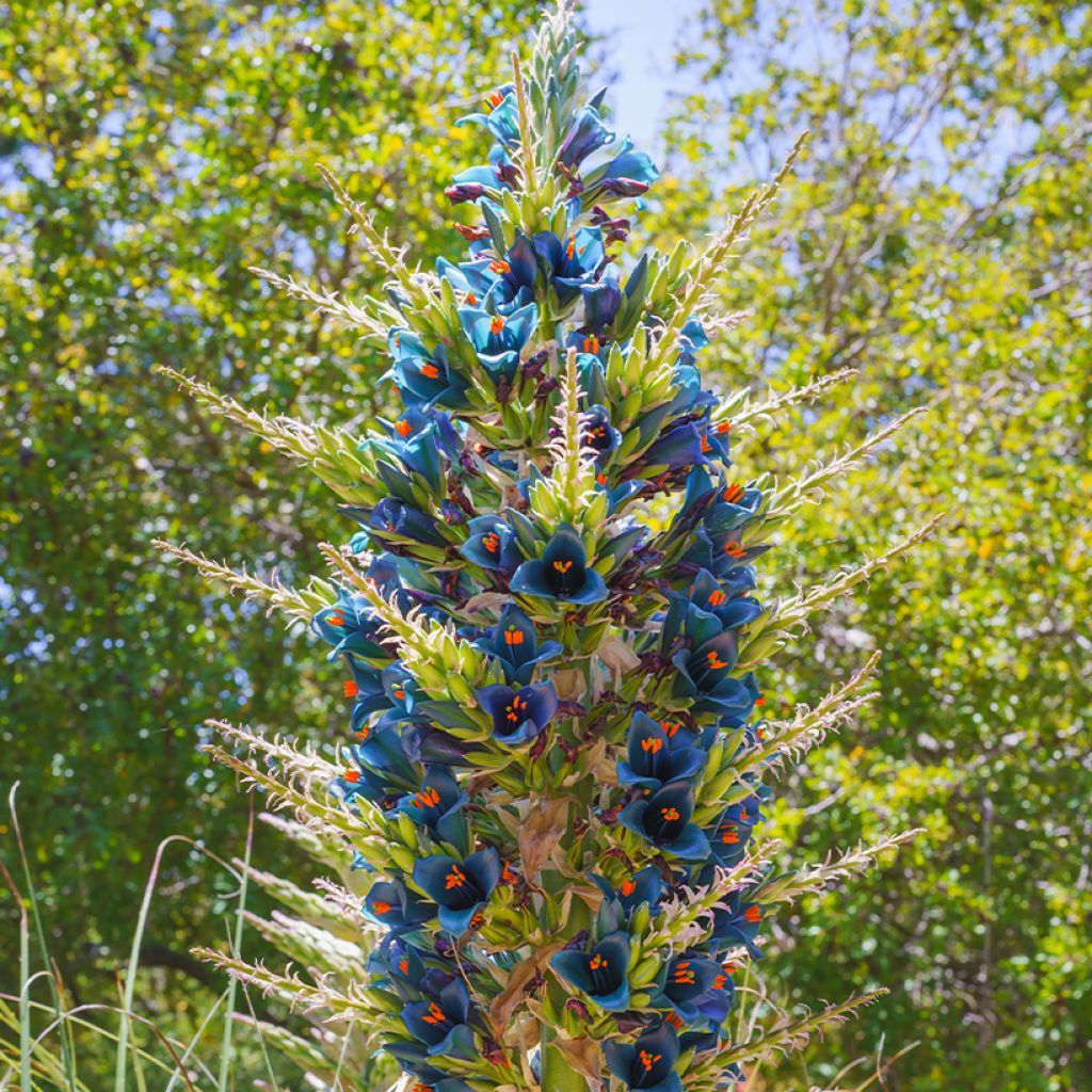 Puya alpestris - Chagual