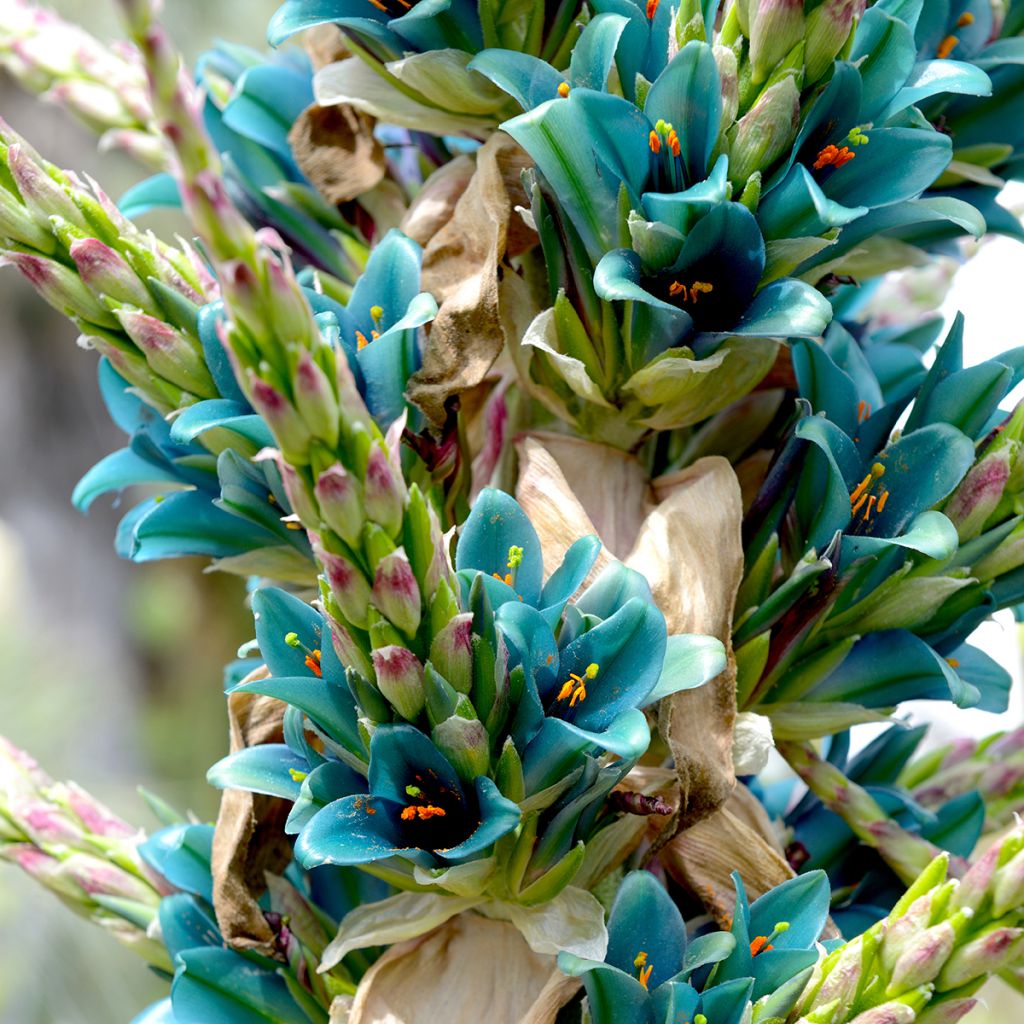 Puya alpestris - Chagual