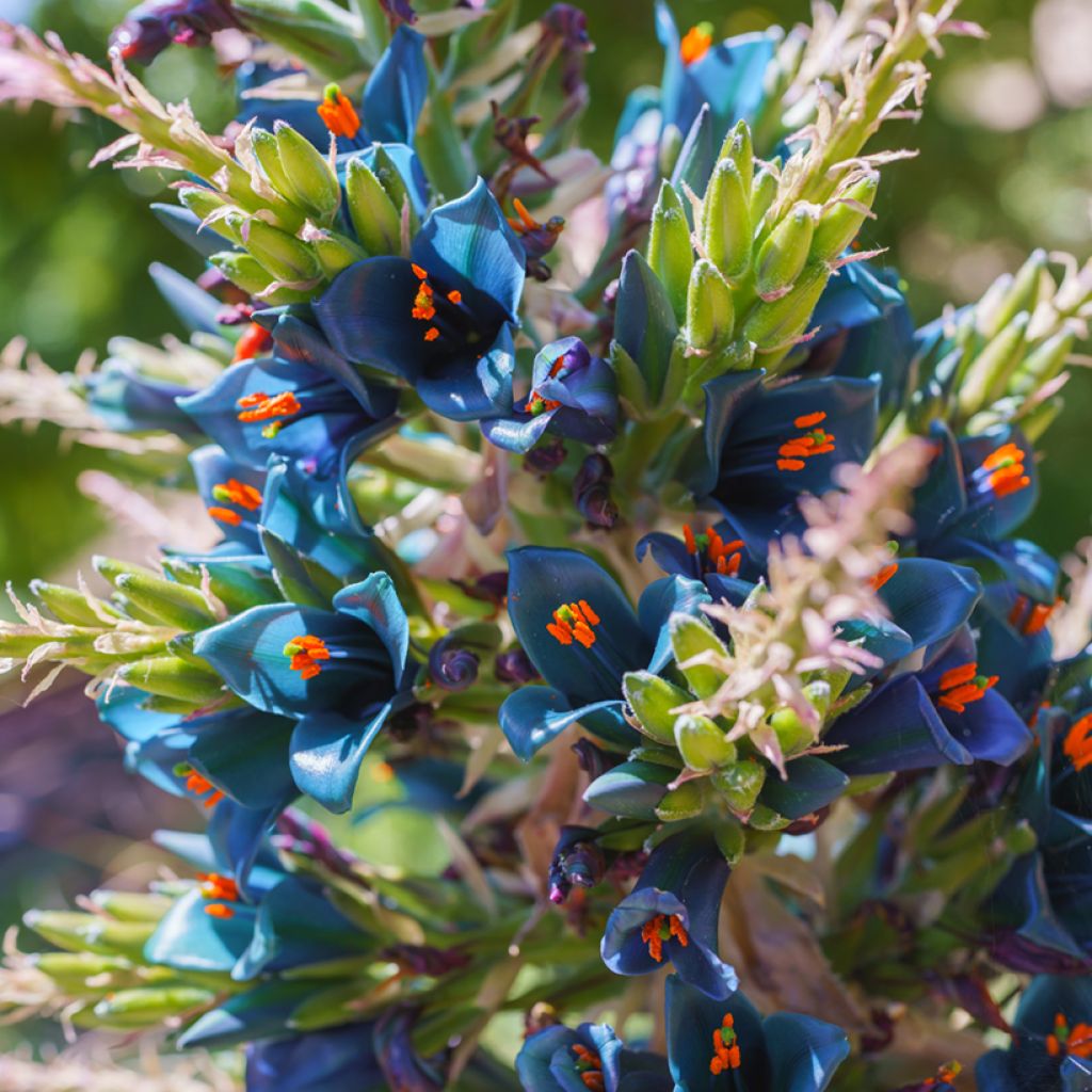 Puya alpestris - Chagual