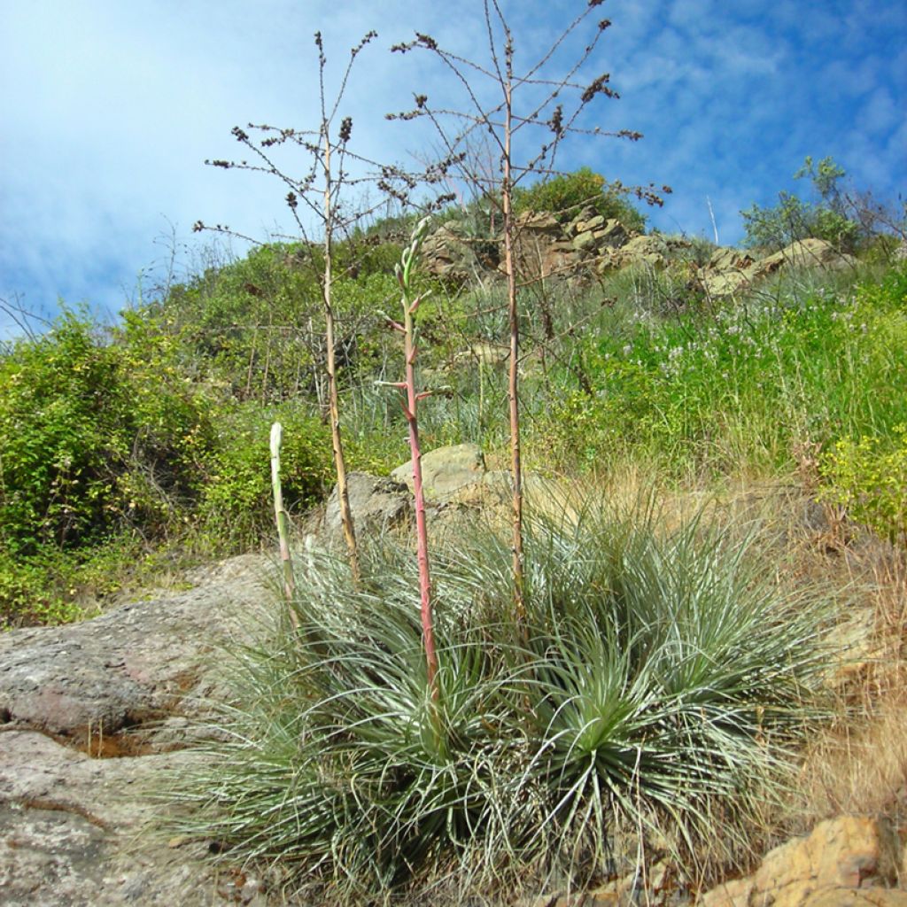 Puya coerulea Violacea - Blauwe puya