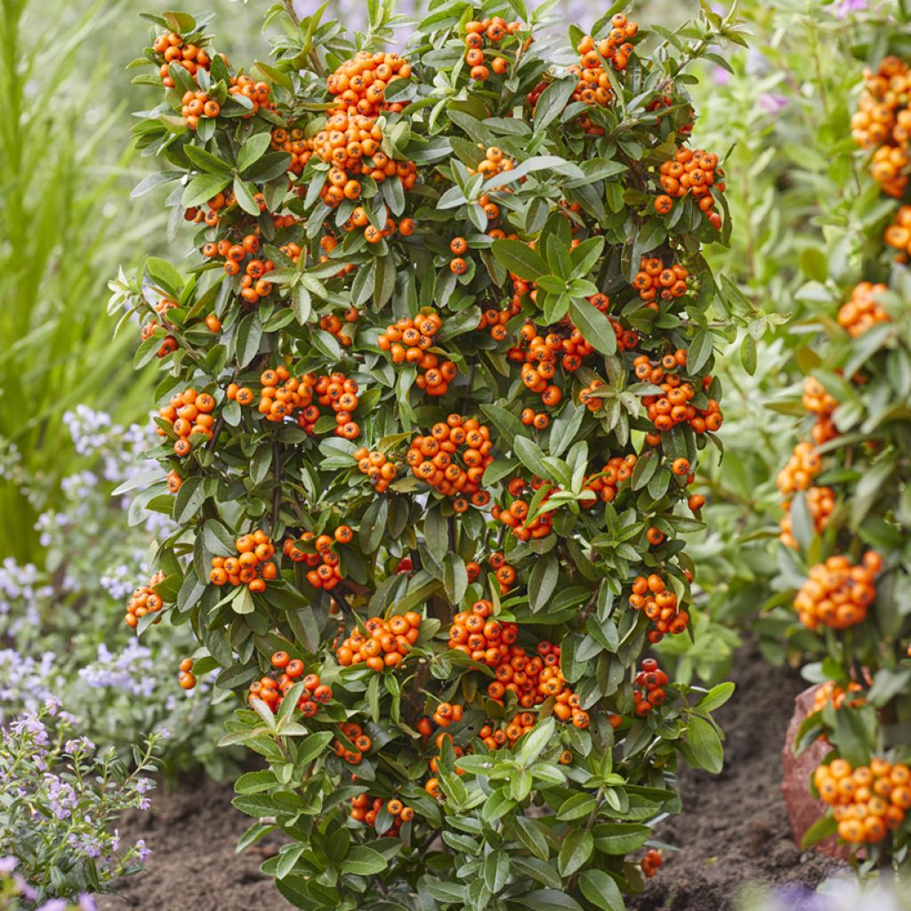 Pyracantha coccinea Orange Star - Vuurdoorn
