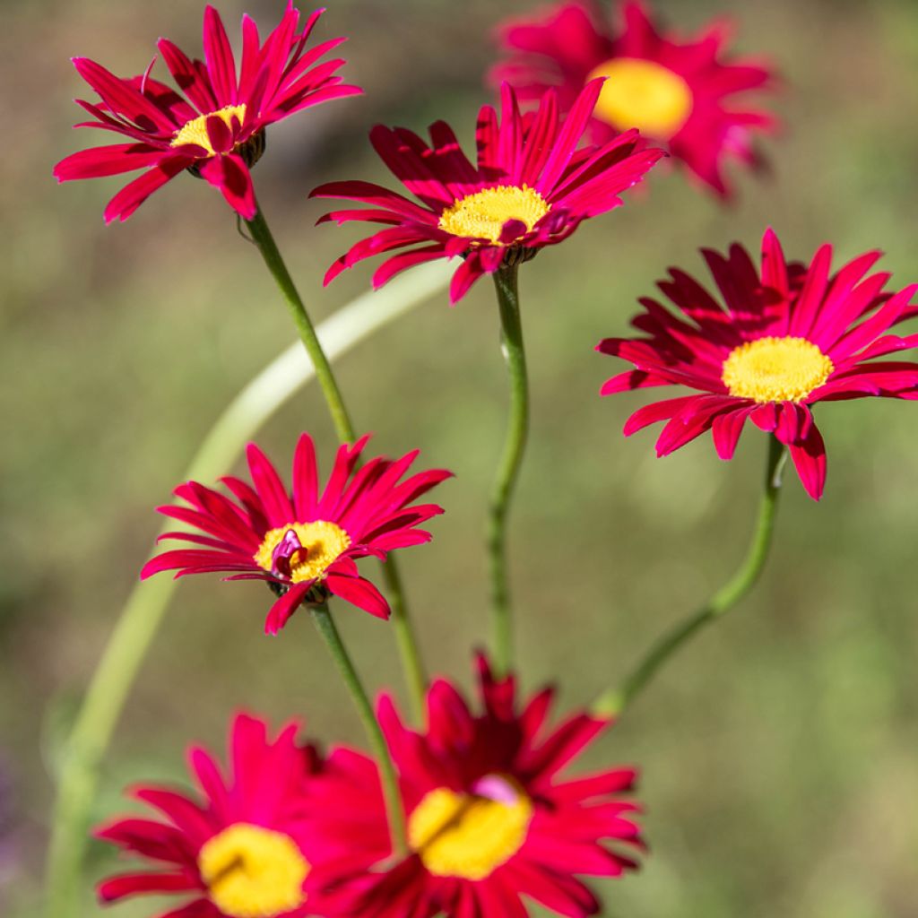 Tanacetum coccineum Robinsons Red - Perzische margriet