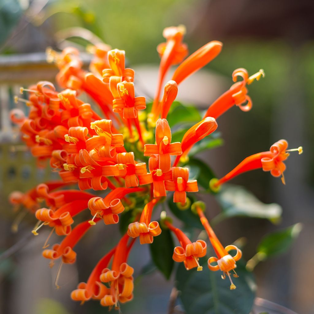 Pyrostegia venusta - Vlamtrompet