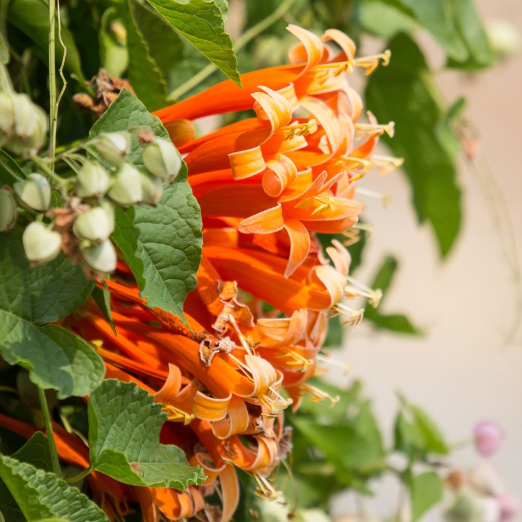 Pyrostegia venusta - Vlamtrompet