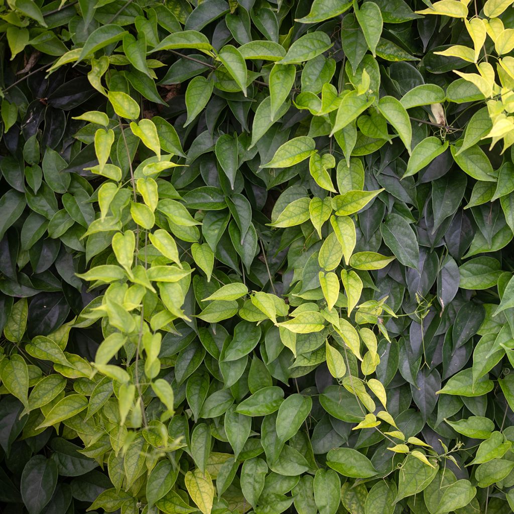 Pyrostegia venusta - Vlamtrompet