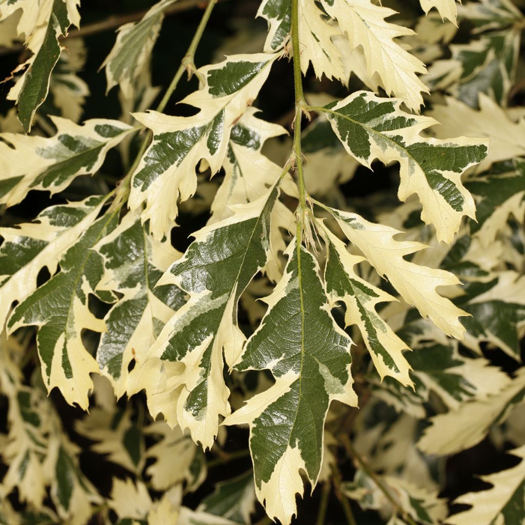 Quercus cerris Variegata - Moseik