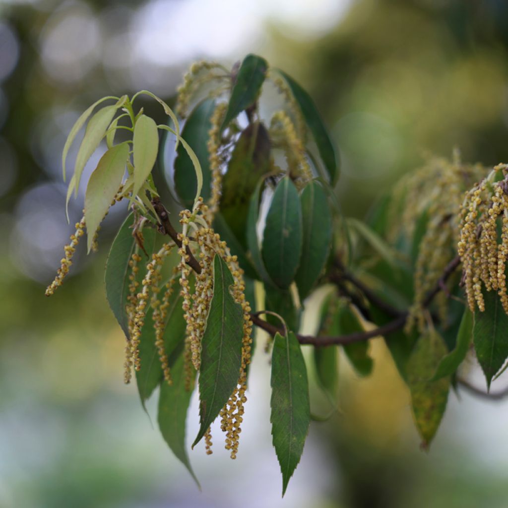 Quercus myrsinifolia - Bamboebladige eik