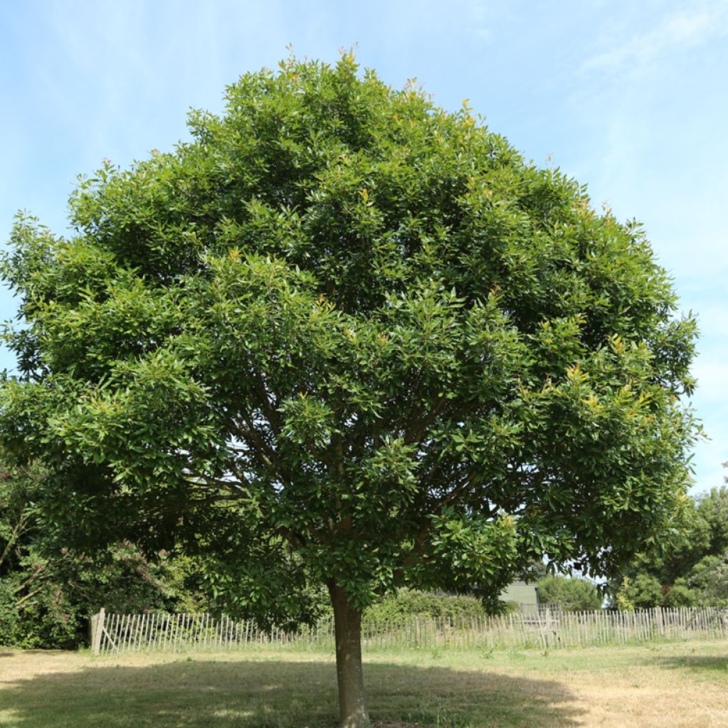 Quercus petraea Mespilifolia - Wintereik