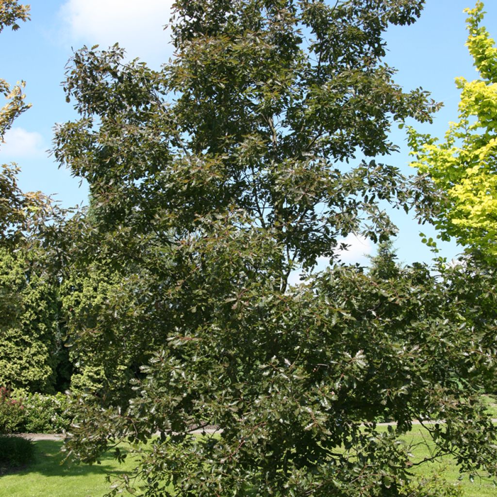 Quercus petraea Purpurea - Wintereik